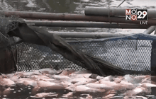 ปลากระชังตายต้องจับขายราคาถูก