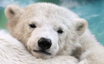 To the Arctic ทูดิอาร์กติก