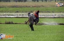 ถอดบทเรียนต่างประเทศเลิกใช้สารพิษทางการเกษตร