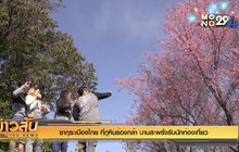 ซากุระเมืองไทย ที่ภูหินร่องกล้า บานสะพรั่งรับนักท่องเที่ยว