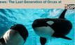 SeaWorld ในสหรัฐฯ จะเลิกเลี้ยงวาฬเพชฌฆาต