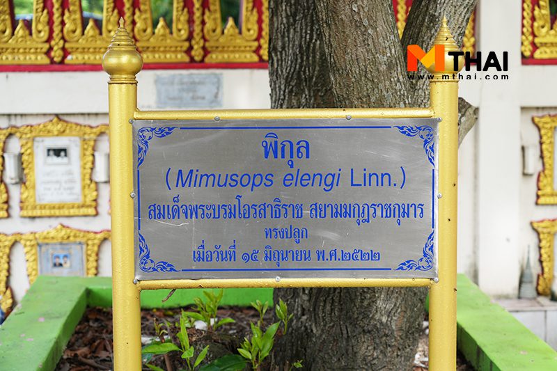 ต้นพิกุล