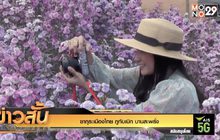 ซากุระเมืองไทย ภูทับเบิก บานสะพรั่ง