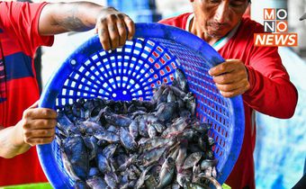 เล็งฟ้องรัฐ-เอกชน ต้นเหตุระบาดปลาหมอคางดำ