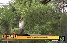 คืบหน้าปลดล็อกพืชกระท่อม