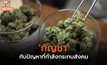 ‘กัญชา’ กับปัญหาที่กำลังกระทบสังคม