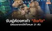 ปทส. จับผู้ต้องหาค้า “ลิงกัง” ตระเวนรับซื้อจากชาวบ้าน ก่อนนำไปประกาศขายในโซเชียล