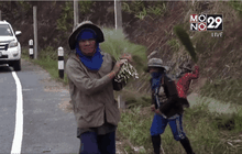 พลิกวิกฤติหน้าแล้ง เก็บดอกก๋งขาย สร้างรายงาม