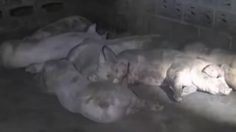 Dozens of Livestock in Nan Province killed by thunderbolts