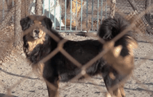 สุนัขมองโกเลียกับการปกป้องฝูงแกะและอนุรักษ์เสือดาว