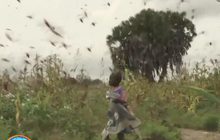 โซมาเลียประกาศภาวะฉุกเฉินกรณีตั๊กแตนปาทังก้าบุก