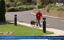 สุนัขบำบัดผู้ป่วยสูงอายุในออสเตรเลีย