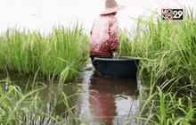 ชาวนาในจ.นครสวรรค์ เกี่ยวข้าวหนีน้ำท่วม