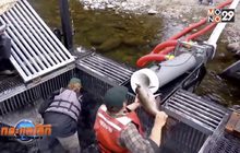 “ปืนใหญ่แซลมอน” ช่วยส่งปลากลับขึ้นไปวางไข่