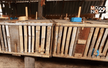 ไขชะมดเช็ดราคาลดฮวบกว่าครึ่ง