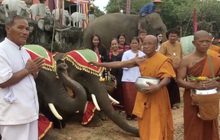 ช้างสุรินทร์แสนรู้ 19 เชือก ร่วมทำบุญตักบาตร