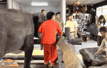 ปางช้าง จ.ราชบุรี ชี้แจงคลิปทำร้ายลูกช้าง