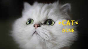 รู้มั้ย? แมวเป็นสิว ได้นะ | Cat Acne เกิดจากอะไร รักษาอย่างไร