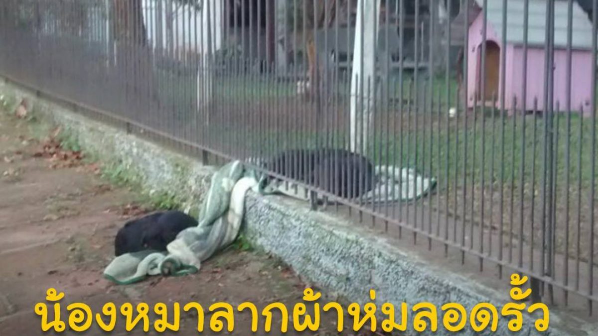 น้องหมาลากผ้าห่มลอดรั้ว เพื่อมาแบ่งให้เพื่อนน้องหมาจรจัดนอนคลายหนาว