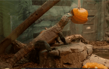 สวนสัตว์สหรัฐฯ จัดงานฮัลโลวีนให้โคโมโด