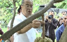 ตัดผลผลิตทุเรียน อ.กาบเชิง เอาฤกษ์เอาชัย