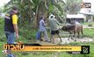 จ.ตรัง โรคปากและเท้าเปื่อยในสัตว์ระบาด