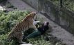 เสือโคร่งไซบีเรียทำร้ายเจ้าหน้าที่สวนสัตว์ในรัสเซีย