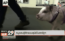 หมูแสนรู้ฝึกแบบสุนัขในสหรัฐฯ