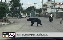 ทหารต้อนจับหมีควายหลุดมาวิ่งบนถนน