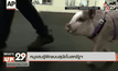 หมูแสนรู้ฝึกแบบสุนัขในสหรัฐฯ