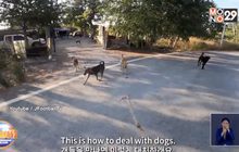 ยูทูบเบอร์เกาหลีชื่นชอบวิธีไล่สุนัขจากเด็กไทย