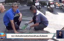 ผวา ตัวเงินตัวทองตัวเท่าจระเข้กินแมวในรีสอร์ท