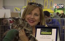 การประกวดสุดยอดแมวในอิตาลี