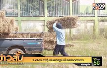 จ.พิจิตร ค่าฝุ่นเกินมาตรฐานเก็บฟางลดการเผา