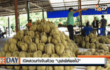 เปิดสวนทำเงินด้วย”บุฟเฟ่ต์ผลไม้”