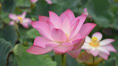 ปฏิทินวันพระ 2562 เดือนธันวาคม