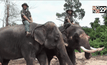 กรมอุทยานแห่งชาติฯ ปล่อยช้างกลับสู่ผืนป่า