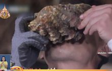 แจ้งจับรายการเกาหลี ลักลอบจับหอยมือเสือทำอาหาร