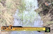 ศูนย์วิจัยกสิกรไทย คาดราคาข้าวนาปรังปีนี้ลดลง