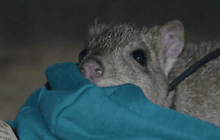 ออสเตรเลียอนุรักษ์ “วอยลี”