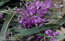 เข้าป่าหาอาหารในแคนาดา