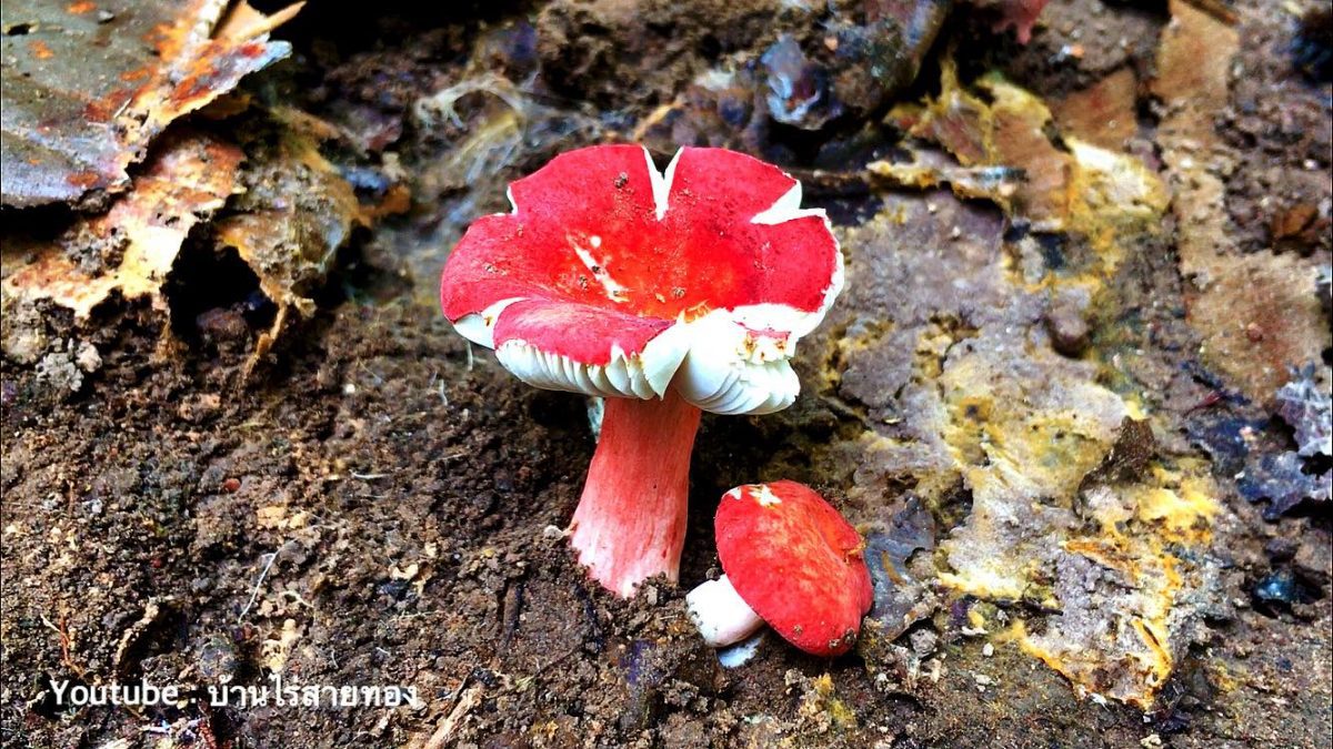 เก็บเห็ดป่า จังหวัดพะเยา : Find wild mushrooms, Phayao, Thailand