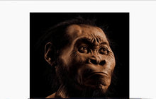 ค้นพบบรรพบุรุษมนุษย์ในแอฟริกาใต้