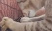 “มะกรูด” แมวหมอนวดแสนน่ารัก 