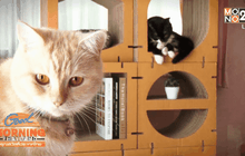 แตกไลน์ธุรกิจคนรักสัตว์ “ที่ลับเล็บแมว”