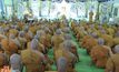นักวิชาการ-พระ เห็นพ้อง ยกเลิกการบวชระยะสั้น