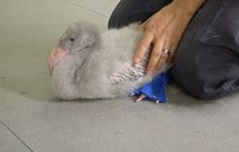 รองเท้าบูทเพื่อนกฟลามิงโกในสิงคโปร์