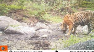 ตื่นตา! เสือ และสัตว์ป่าหายาก โผล่หากินในเขตรักษาพันธ์ุฯ ห้วยขาแข้ง