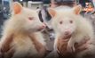 เจอเจ้า “แร็กคูน” แล้ว เจ้าของมอบเงิน 10,000 บาท ให้หนุ่มช่างที่พบแล้วส่งคืน