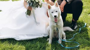 โรงแรมจัดงานแต่งงาน Pet Friendly มีไหม มีเงื่อนไขอะไรบ้าง